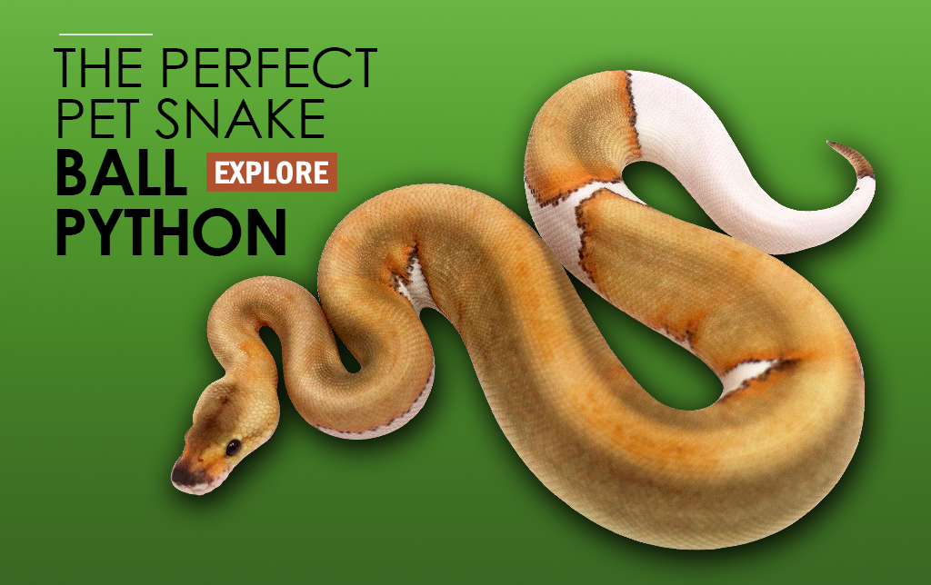 free ball python near me