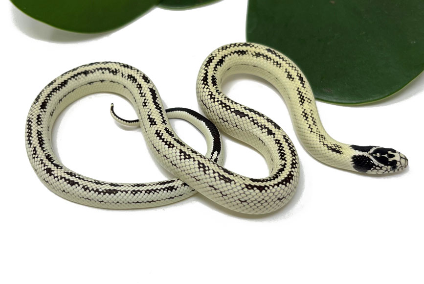 Banana California Kingsnake (Male) – Dynasty Reptiles